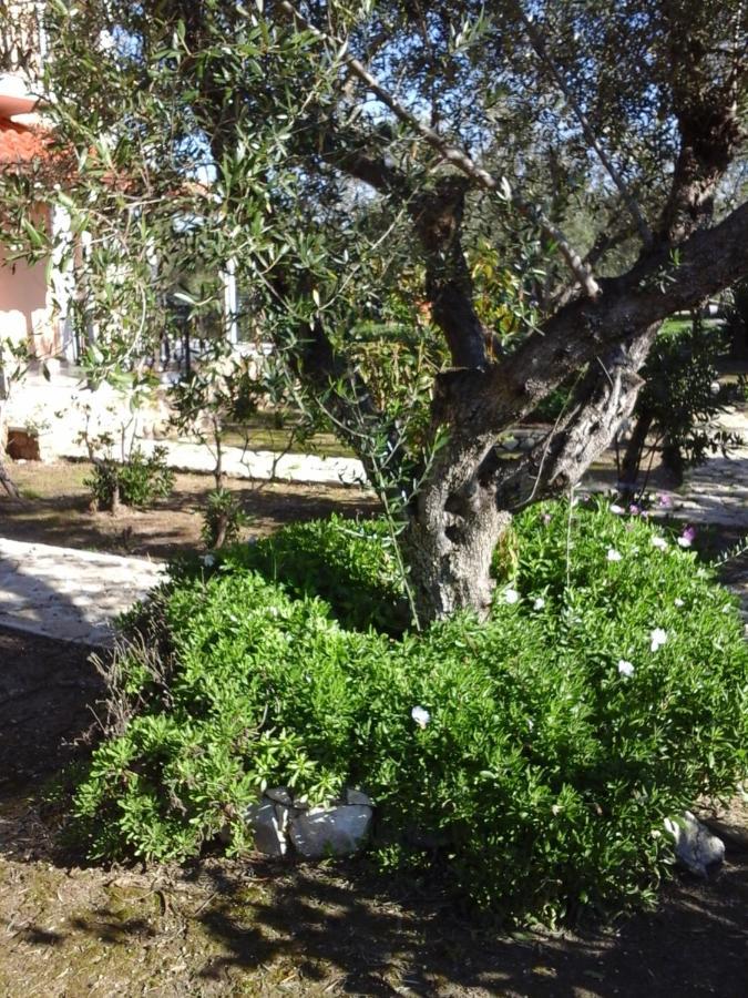 Athena Apartment Vasilikos (Zakynthos)
